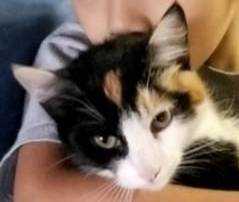 Lost Cat