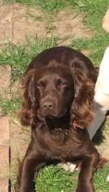 Lost Dog