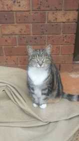 Lost Cat