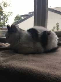 Lost Cat