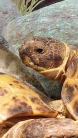 Lost Tortoise