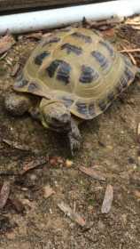 Lost Tortoise