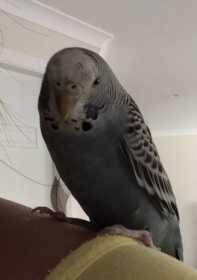 Lost Budgerigar