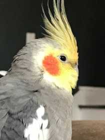 Lost Cockatiel