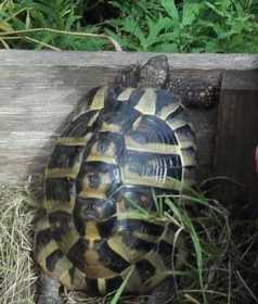 Lost Tortoise