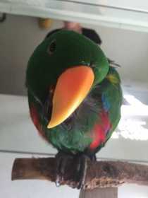 Lost Eclectus