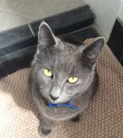 Lost Cat