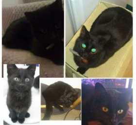 Lost Cat