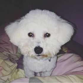 Lost Dog