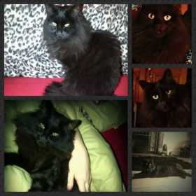 Lost Cat