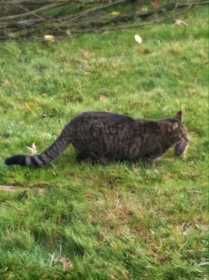 Lost Cat