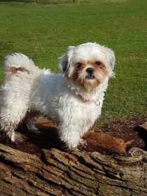 Lost Dog