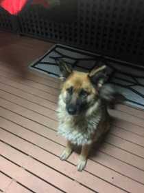 Lost Dog