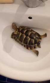 Lost Tortoise