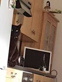 Lost Cat