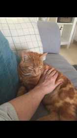 Lost Cat