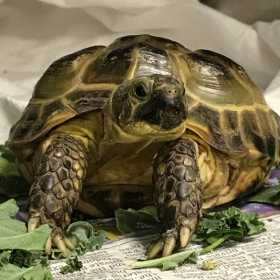 Lost Tortoise
