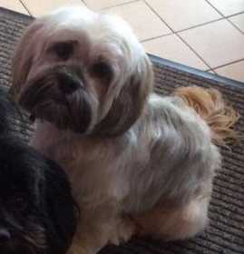 Lost Dog