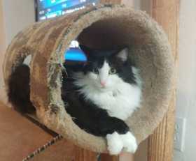 Lost Cat