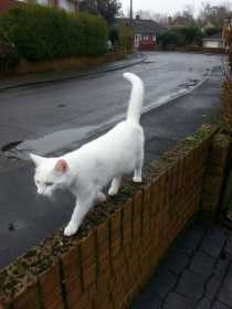 Lost Cat