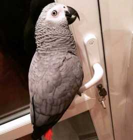 Lost African Grey