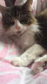 Lost Cat