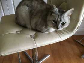 Lost Cat