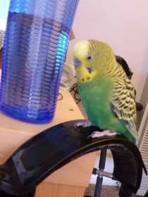 Lost Parakeet