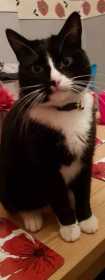 Lost Cat