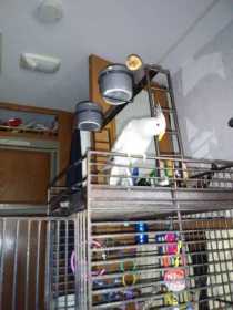 Lost Cockatiel