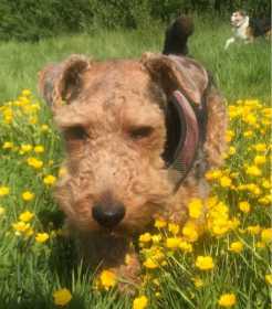 Lost Dog