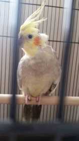 Lost Cockatiel