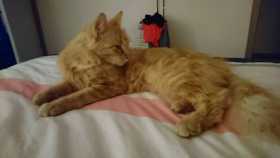 Lost Cat