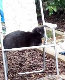 Lost Cat