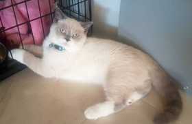 Lost Cat