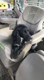 Lost Dog