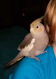 Lost Cockatiel