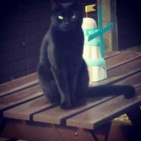 Lost Cat