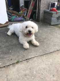 Lost Dog