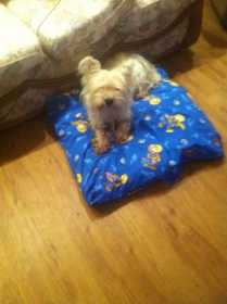 Lost Dog