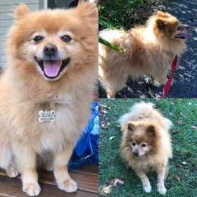Lost Dog