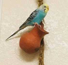 Lost Parakeet