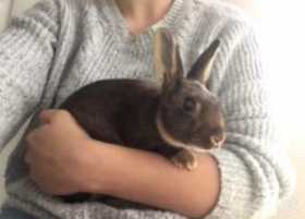 Lost Rabbit
