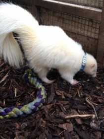 Lost Skunk