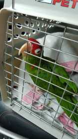Lost Conure