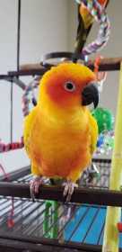 Lost Conure