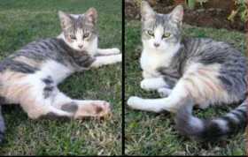 Lost Cat