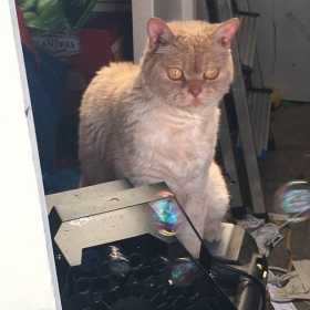 Lost Cat