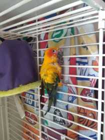 Lost Conure