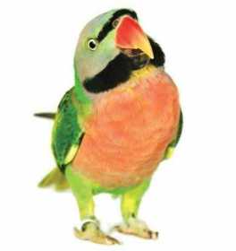 Lost Mustached / Moustached Parakeet